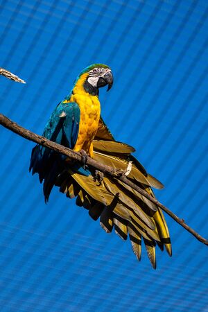 The Blue-and-yellow Macaw, Ara ararauna also known as the blue-and-gold macaw, is a large South...