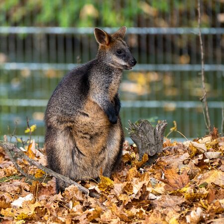 Swamp Wallaby, Wallabia bicolor, is one of the smaller kangaroos. This wallaby is also commonly known as the black wallabyの写真素材