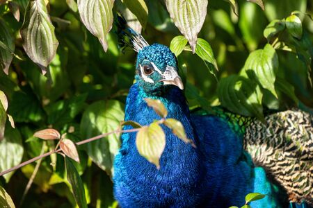 The Indian peafowl or blue peafowl, Pavo cristatus is a large and brightly coloured bird, is a species of peafowl native to South Asia, but introduced in many other parts of the world.の写真素材