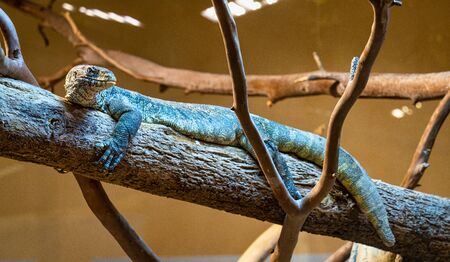Nile monitor, Varanus niloticus in Tabernas desert, Andalusia, Spain in Europeの写真素材