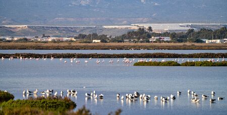 Las Salinas in Cabo de Gata, Almeria. Flamingos lake in Spainの写真素材
