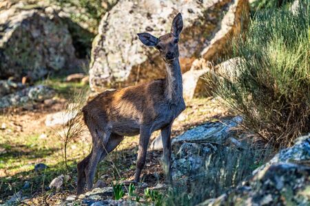 Iberian red deer, Cervus elaphus hispanicus. Monfrague National Park. Caceres. Extremadura Spain