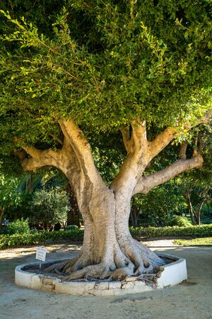 Beautiful green genoves public park, path with unusual shapes and designs trees in one of oldest...