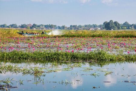 Inle Lake, Myanmar - Nov 09, 2019: Lotus plantation on Inle Lake in Myanmar, former Burma in Asiaのeditorial素材
