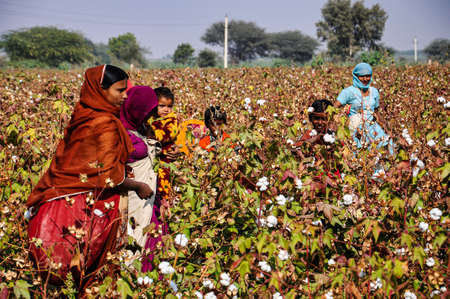 Jaisalmer, India - Dec 30, 2019: Beautiful dressed women working on the cotton fields of Jaisalmer, Rajasthanのeditorial素材