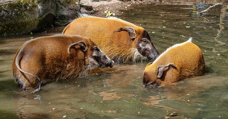 Red river hog, Potamochoerus porcus, also known as the bush pig. This pig has an acute sense of smell to locate food underground.の写真素材