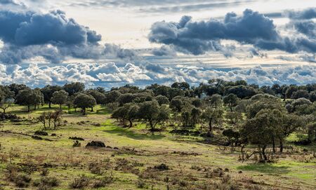 Olive trees in the fields of Extremadura near Trujillo and Plasencia in Spain