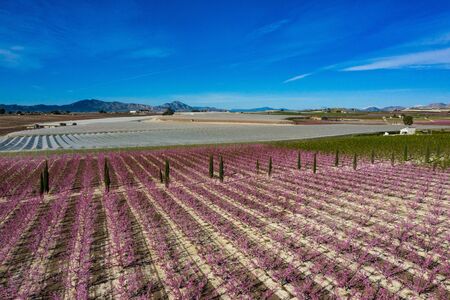 Peach blossom in Cieza, Mirador El Horno. Photography of a blossoming of peach trees in Cieza in the Murcia region. Peach, plum and nectarine trees. Spainの写真素材
