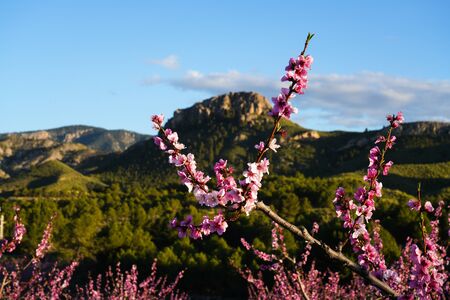 Peach blossom in Cieza La Torre. Photography of a blossoming of peach trees in Cieza in the Murcia region. Peach, plum and nectarine trees. Spainの写真素材