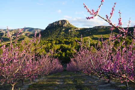 Peach blossom in Cieza La Torre. Photography of a blossoming of peach trees in Cieza in the Murcia region. Peach, plum and nectarine trees. Spainの写真素材