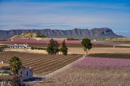 Peach blossom in Cieza, Mirador del Soto de la Zarzuela. Photography of a blossoming of peach trees in Cieza in the Murcia region. Peach, plum and nectarine trees. Spainの写真素材