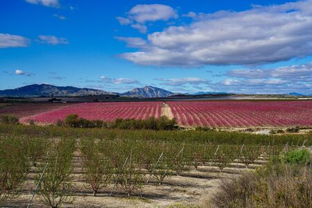 Peach blossom in Ascoy near Cieza. Photography of a blossoming of peach trees in Cieza in the Murcia region. Peach, plum and nectarine trees. Spainの写真素材
