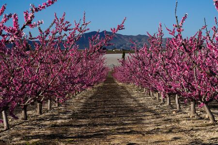 Peach blossom in Cieza, Mirador El Horno in the Murcia region in Spain
