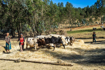 Gondar, Ethiopia - Feb 07, 2020: agricultural population working on the farms between Gondar and the...