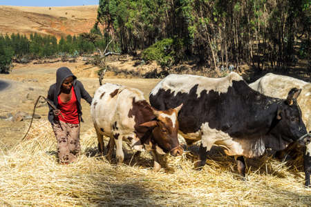 Gondar, Ethiopia - Feb 07, 2020: agricultural population working on the farms between Gondar and the Simien mountains, North Ethiopia, Africaのeditorial素材