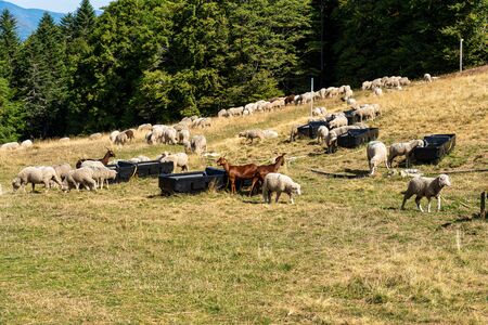 View of Vercors landscape, sheeps with cattle dog near Chamaloc, France in Europeの写真素材