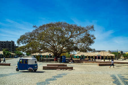 Aksum, Ethiopia - Feb 09, 2020: Fig tree in a square in the center of Aksum in Ethiopia, Africa