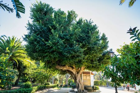 Beautiful green genoves public park, path with unusual shapes and designs trees in one of oldest city in Europe, Cadiz, Andalusia, Spainの写真素材