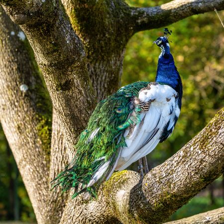 Indian Peacock or Blue Peacock, Pavo cristatus in the zooの写真素材