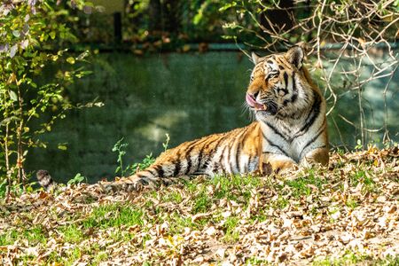 The Siberian tiger,Panthera tigris altaica is the biggest cat in the world