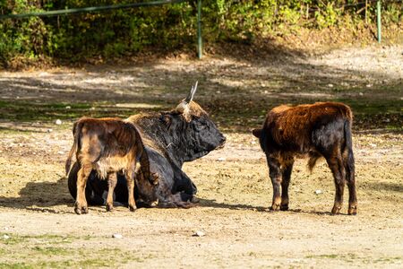 Heck cattle, Bos primigenius taurus, claimed to resemble the extinct aurochs.の写真素材