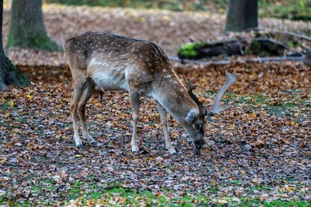 The fallow deer, Dama mesopotamica is a ruminant mammal belonging to the family Cervidae.の写真素材