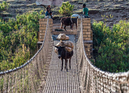 Tis Issat, Ethiopia - Feb 05, 2020: Donkey on a hanging bridge over the Blue Nile near Tis Issat in...