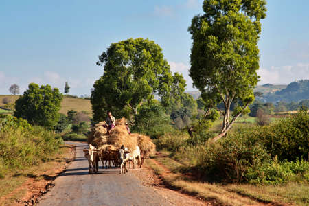 Pindaya, Myanmar - Nov 08, 2019: Working people of myanmar, former Burma on the road from Heho to Pindaya, Asiaのeditorial素材