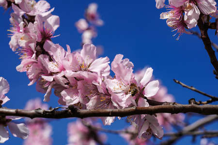 Almond trees, Prunus dulcis blooming, southern wine street, Gimmeldingen Neustadt,...