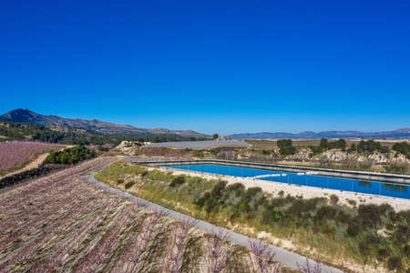 Peach blossom in Cieza La Torre. Photography of a blossoming of peach trees in Cieza in the Murcia...