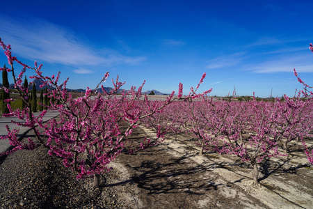 Peach blossom in Cieza, Mirador El Horno. Photography of a blossoming of peach trees in Cieza in the Murcia region. Peach, plum and nectarine trees. Spainの写真素材