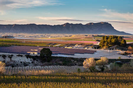 Peach blossom in Cieza La Torre. Photography of a blossoming of peach trees in Cieza in the Murcia region. Peach, plum and nectarine trees. Spainの写真素材