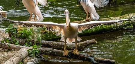 The Great White Pelican, Pelecanus onocrotalus also known as the rosy pelican is a bird in the pelican family.の写真素材