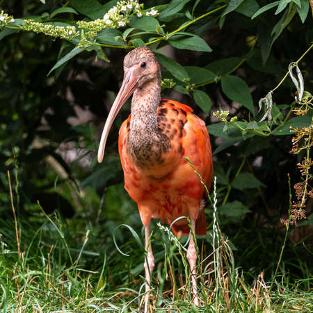 The Scarlet ibis, Eudocimus ruber is a species of ibis in the bird family Threskiornithidae. It...