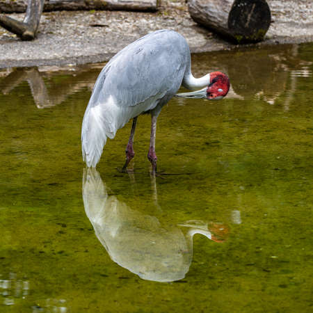 The Sarus crane, Grus antigone is a large non-migratory crane found in parts of the Indian...