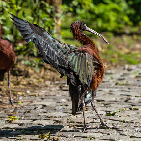 The Glossy ibis, Plegadis falcinellus is a wading bird in the ibis family Threskiornithidae.の写真素材