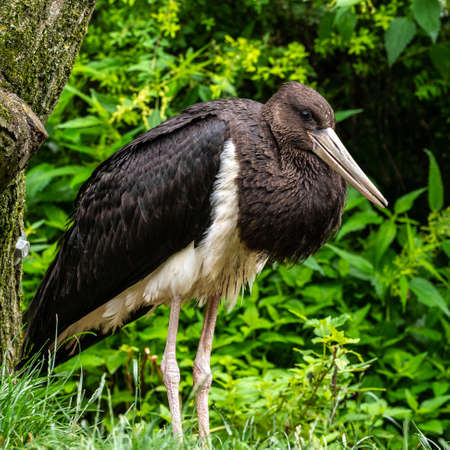 The Black stork, Ciconia nigra is a large bird in the stork family Ciconiidae.の写真素材