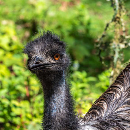 The emu, Dromaius novaehollandiae is the second-largest living bird by height, after its ratite...