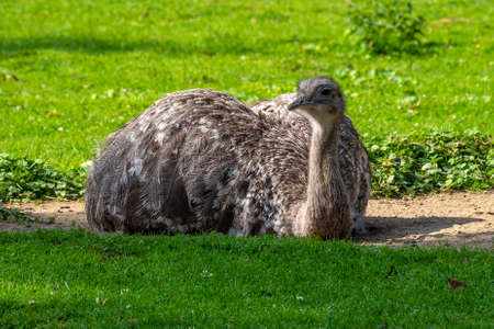 Darwin's rhea, Rhea pennata also known as the lesser rhea. It is a large flightless bird, but the smaller of the two extant species of rheas.の写真素材