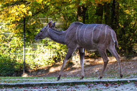 The common eland, Taurotragus oryx also known as the southern eland or eland antelope, is a savannah and plains antelope found in East and Southern Africa.の写真素材
