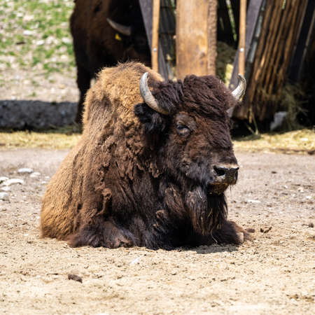 The American bison or simply bison, also commonly known as the American buffalo or simply buffalo,...
