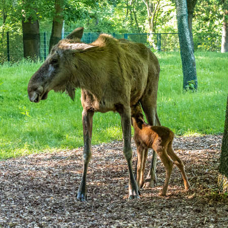 European Moose, Alces alces, also known as the elk. Wild life animal.の写真素材