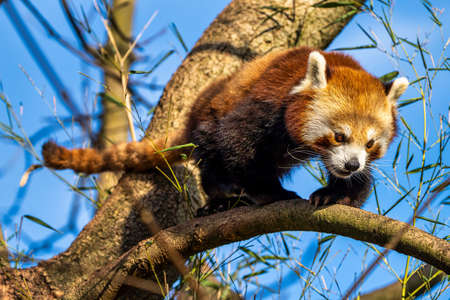 The red panda, Ailurus fulgens, also called the lesser panda and the red cat-bear.