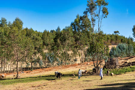Gondar, Ethiopia - Feb 07, 2020: agricultural population working on the farms between Gondar and the Simien mountains, North Ethiopia, Africaのeditorial素材