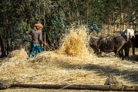 Gondar, Ethiopia - Feb 07, 2020: agricultural population working on the farms between Gondar and the...