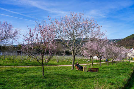 Gimmeldingen, Germany - Mar 15, 2020: Almond trees, Prunus dulcis blooming, southern wine street, Gimmeldingen Neustadt, Rhineland-Palatinate Germanyのeditorial素材