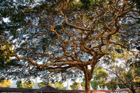 Big banyan tree in Mandalay, Myanmar former Burma in Asia