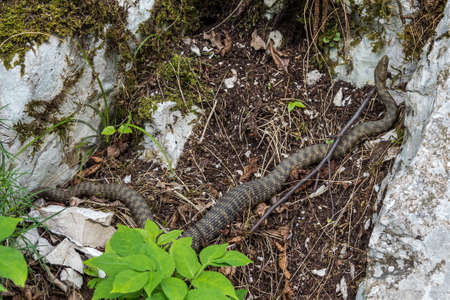 Dice snake, Natrix tessellata in Plitvice National Park, Croatia in Europe. The dice snake is an...