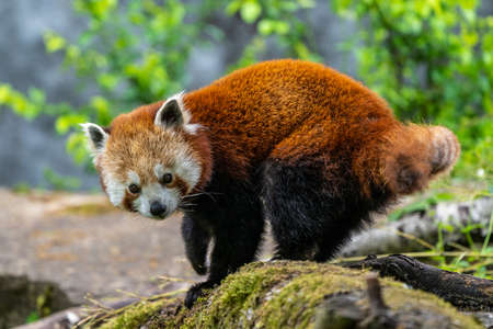The red panda, Ailurus fulgens, also called the lesser panda and the red cat-bear.の写真素材
