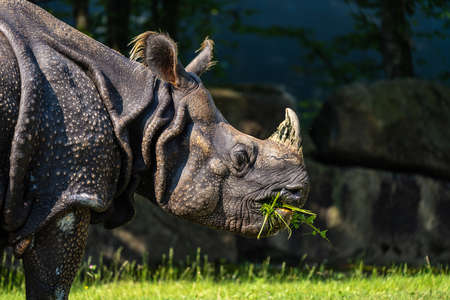 The Indian Rhinoceros, Rhinoceros unicornis is also called Greater One-horned Rhinoceros and Asian...
